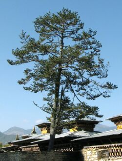 A tall tree, in backdrop of houses. The sky in the background is clear blue.
