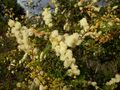 Acacia terminalis flowers 1.jpg