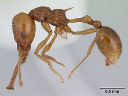 Acanthognathus ocellatus casent0178718 profile 1.jpg