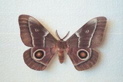 Adult Emperor Moth.jpg