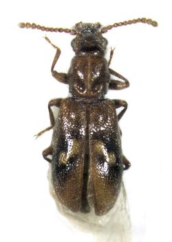 Agapytho foveicollis Broun.jpg