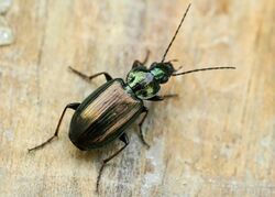 Agonum sexpunctatum01.jpg