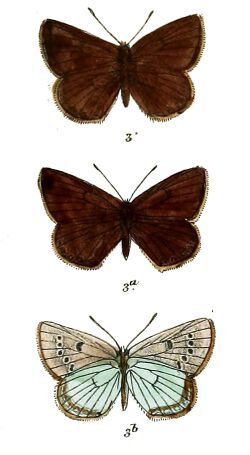 Albulina younghusbandi 640 3.jpg