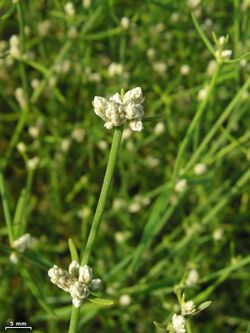 Alternanthera filifolia.jpg