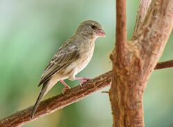 Arabian Serin.jpg