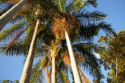 Archontophoenix cunninghamiana, Palm Beach, Gold Coast IMGP0130.jpg