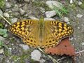 Argynnis kamala - Common Silverstripe from Valley of Flowers National Park - during LGFC - VOF 2019 (47).jpg