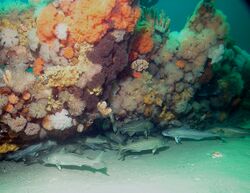 Atlantic cod under a shipwreck.jpg