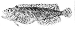 Auchenionchus variolosus.jpg