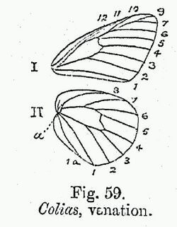 BH015 Colias.jpg