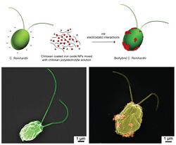 Biohybrid Chlamydomonas reinhardtii microswimmers 2.jpg
