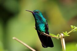 Blue-chinned sapphire (Chlorestes notata notata) male.jpg