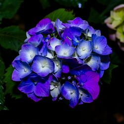 Blue Hydrangea (common names hydrangea or hortensia).jpg