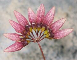 Bulbophyllum andersonii -香港公園 Hong Kong Park- (9193354078) (cropped).jpg