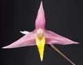 Bulbophyllum andreeae (front).jpg