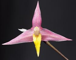 Bulbophyllum andreeae (front).jpg