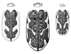 COLE Carabidae Neocicindela elytra 2.png