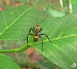 Camponotus sericeiventris Luiz.jpg