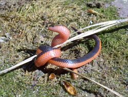 Carphophis vermis western worm snake.JPG