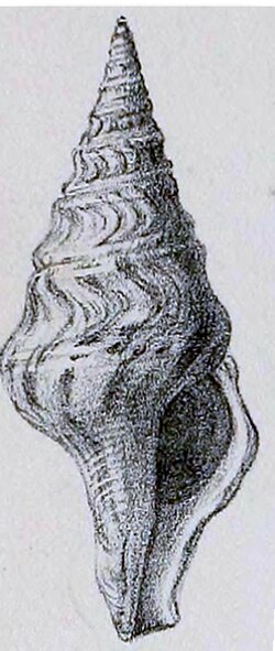 Clavatula gabonensis 001.jpg