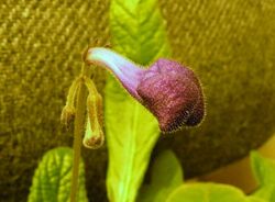 Close-up of Streptocarpus bud.jpg