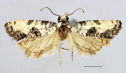 Cochylis triangula male.JPG