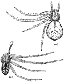 Common Spiders U.S. 106-7.png