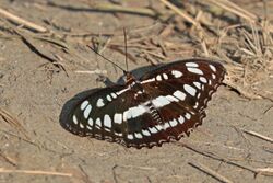 Common sergeant (Athyma perius perius) Bardiya.jpg