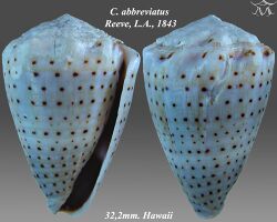Conus abbreviatus 2.jpg