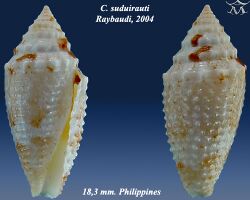 Conus suduirauti 1.jpg