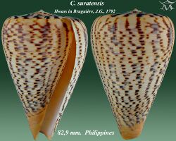 Conus suratensis 3.jpg