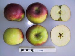 Cross section of Sandow, National Fruit Collection (acc. 1930-044).jpg