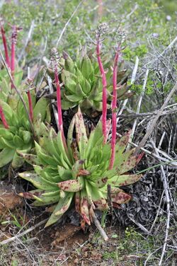 Dudleya ingens 38540165.jpg