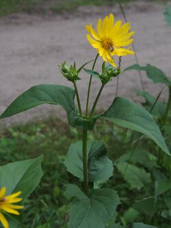 Durchwachsene Silphie (Silphium perfoliatum) Aug13@03.jpg