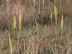 Mongolian-Siberian Durum Wheat 🌾