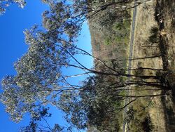 Eucalyptus dealbata habit.jpg