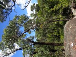 Eucalyptus williamsiana.jpg