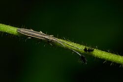 Eucomatocera vittata-Kadavoor-2017-06-02-001.jpg