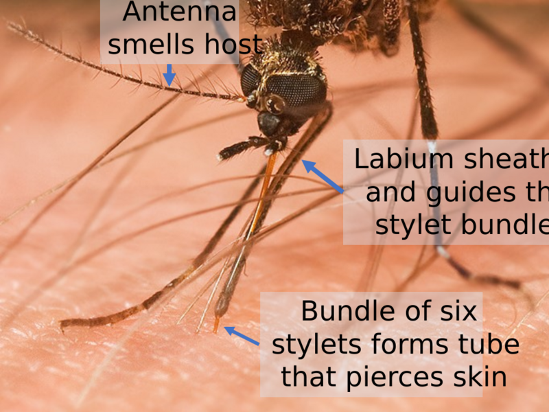 File:Feeding mosquito, mouthparts labelled.svg