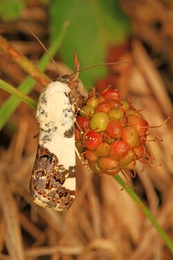 Four-spotted Bird-dropping Moth - Tarache quadriplaga?, Big Thicket National Preserve, Kountze, Texas.jpg