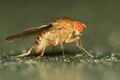 Fruit Fly (Drosophila immigrans) (13114869053).jpg