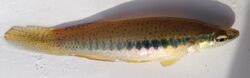 Fundulus olivaceus UMFS 2014 2.JPG