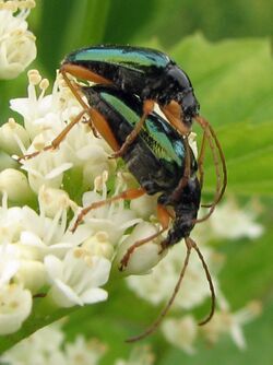 Gaurotes cyanipennis.jpg