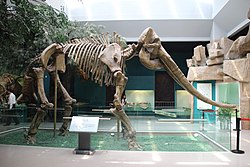 Giant Mastodon Skeleton (10096970493).jpg
