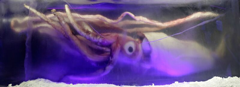 File:Giant squid melb aquarium03.jpg