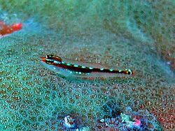 Gobiidae - Eviota sebreei.jpg