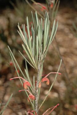 Grevillea haplantha.jpg