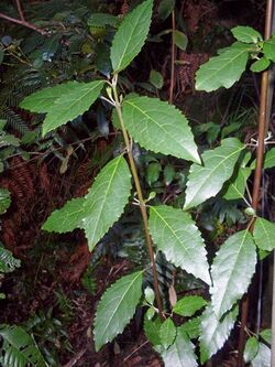 Hedycarya angustifolia Blue Mountains.JPG