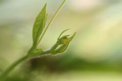 Heliconius charithonia egg.jpg