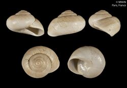 Helix massyloea (MNHN-IM-2000-32831).jpeg